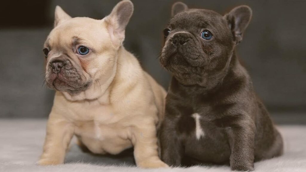 Top Stories About Rare French Bulldog Colors