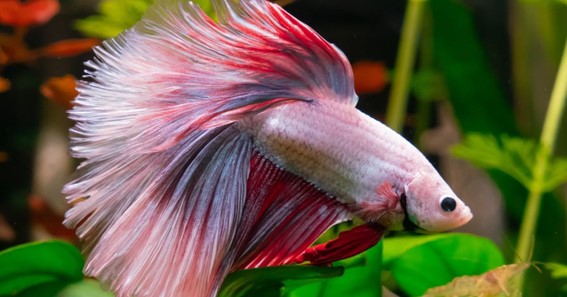 Essential Care Tips for Male Galaxy Koi Betta Fish Owners