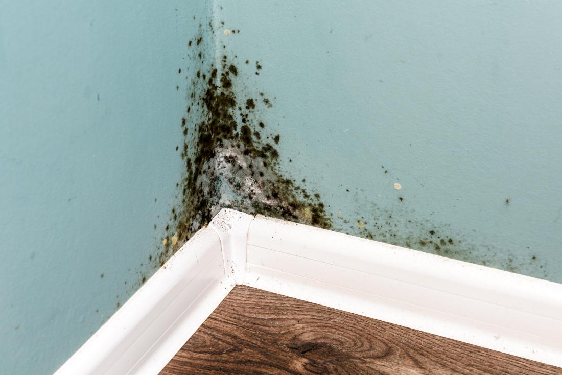 How to Identify Black Mold in Home?