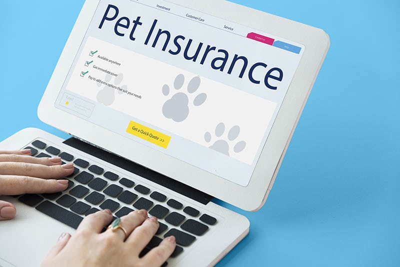 What Are the Main Factors that Affect the Premiums of Pet Insurance? 