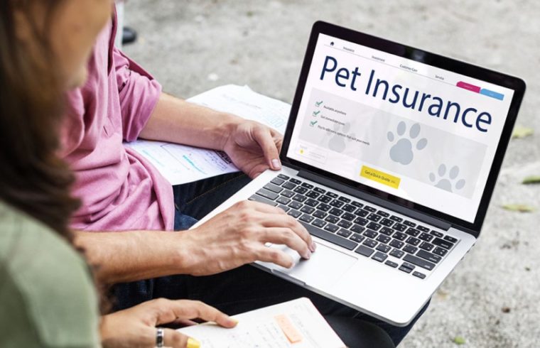 What Are the Main Factors that Affect the Premiums of Pet Insurance? 