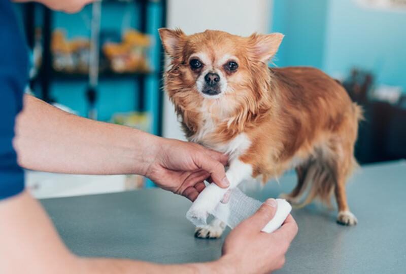 How pet insurance can save you money in the long run