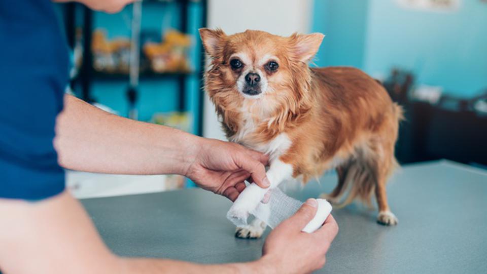 How pet insurance can save you money in the long run