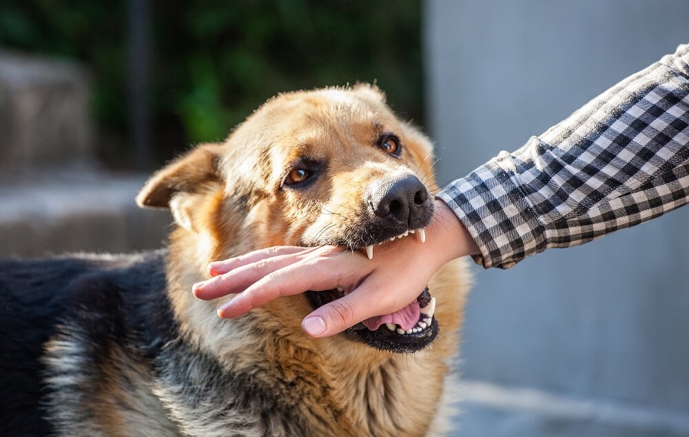 How to Pursue Compensation for a Dog Bite Injury in Los Angeles: A Step-by-Step Guide