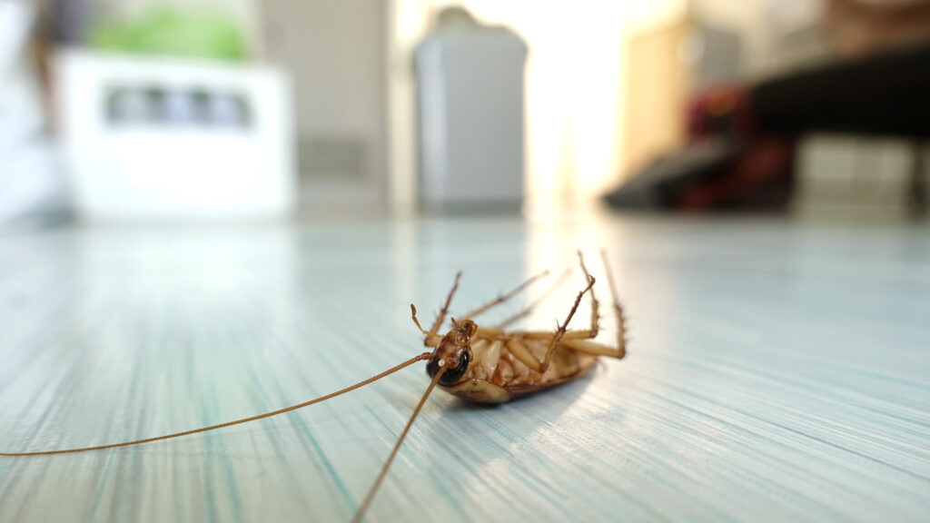 The Dangers of Ignoring Pest Infestations in Your Home