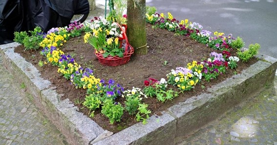 The Rise of Guerrilla Gardening