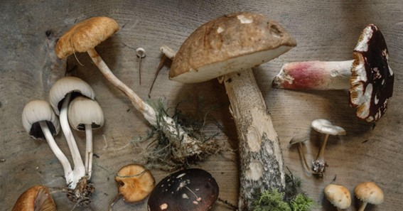 Your Guide to Mushroom Supplement Benefits